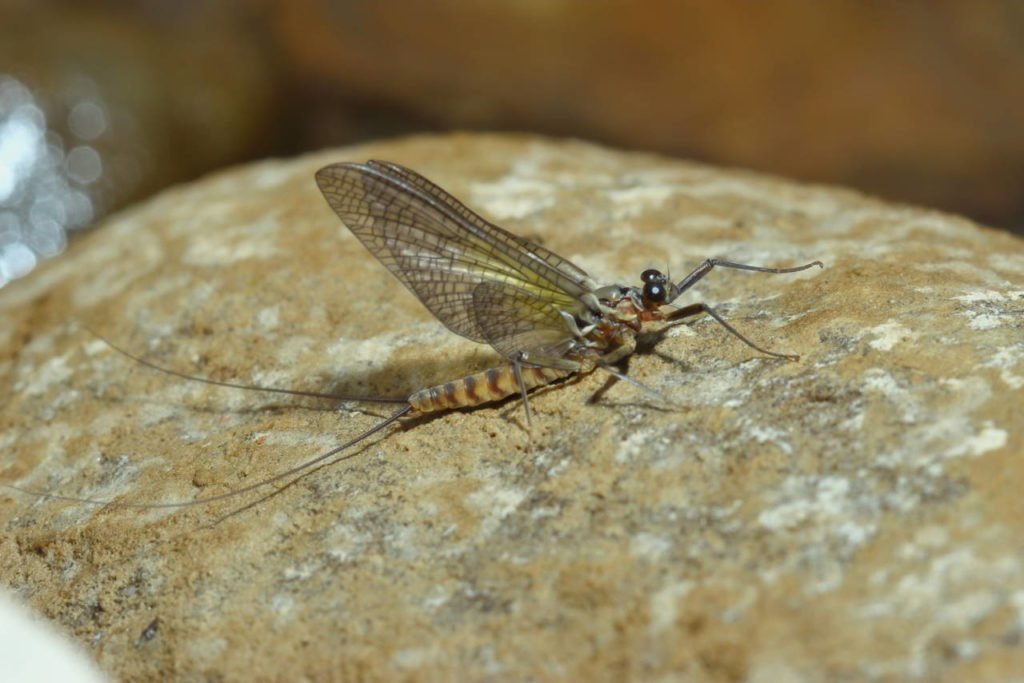 Epeorus assimilis subimago