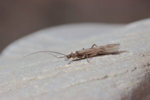 Brachyptera risi