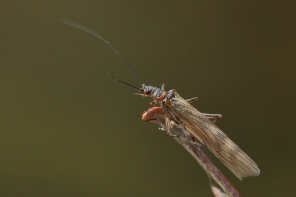 Brachyptera risi