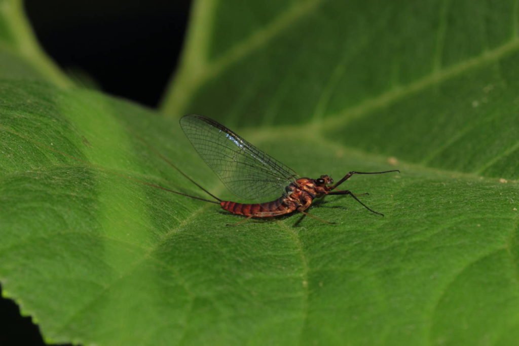 Epeorus assimilis imago female