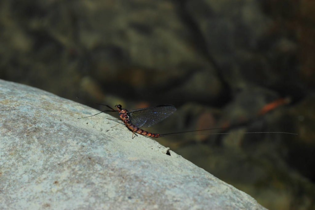 Epeorus assimilis imago male