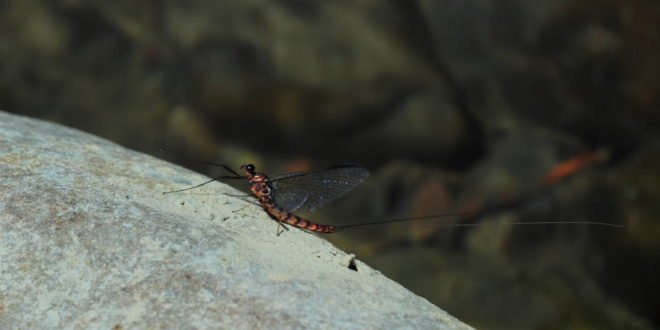 Epeorus assimilis imago male