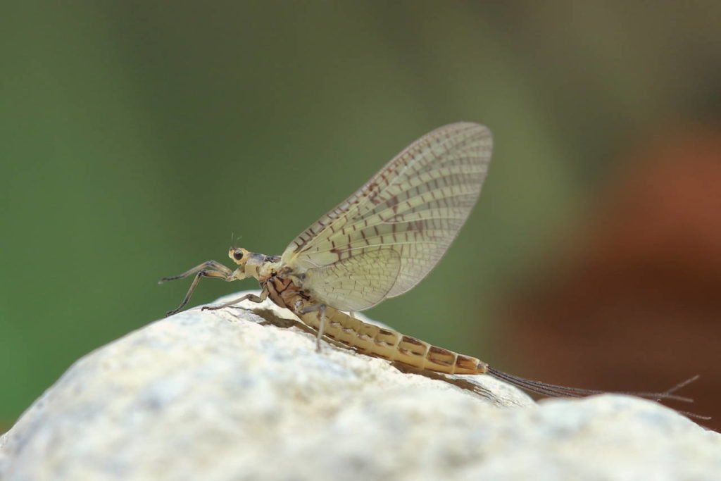 Ephemera danica subimago female