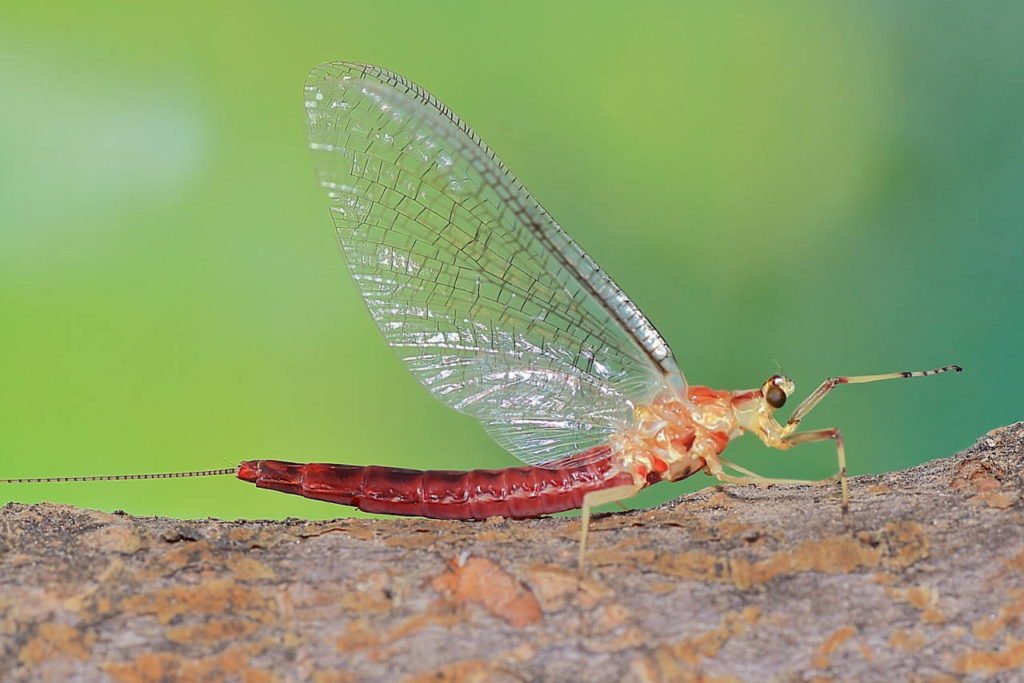 Ephemera zettana imago female