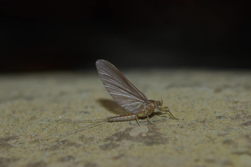 Baetis rhodani subimago female