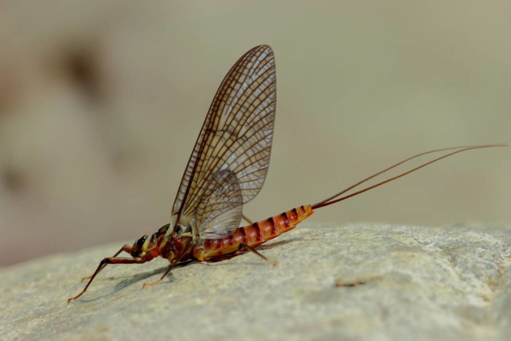 Epeorus assimilis subimago female