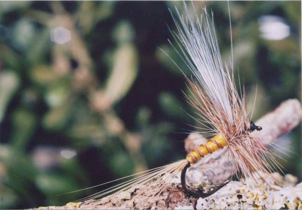 Epeorus assimilis di G. De Chamberet