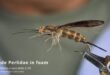 Roberto Brenda SIM Grande Perlidae in foam