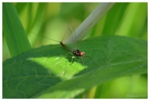 le basi dell’entomologia applicata alla pesca a mosca.