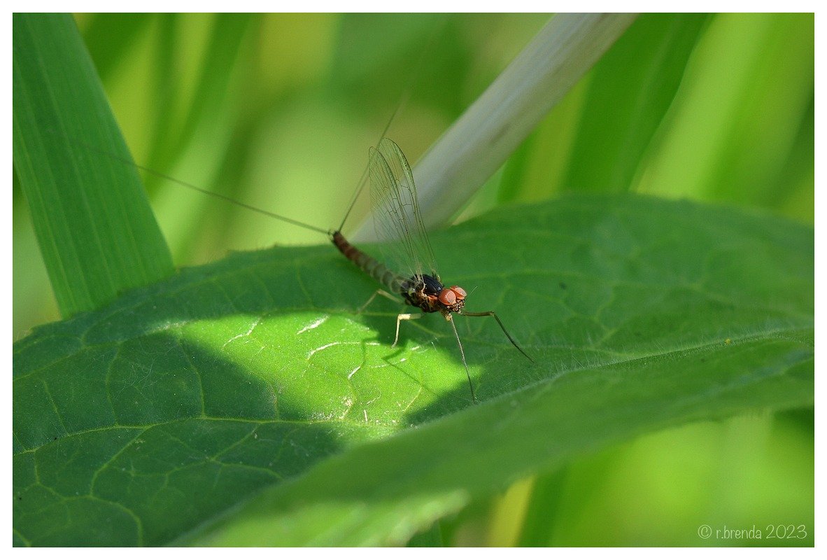 le basi dell’entomologia applicata alla pesca a mosca.