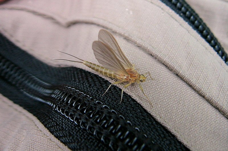 Baetis rhodani subimago female