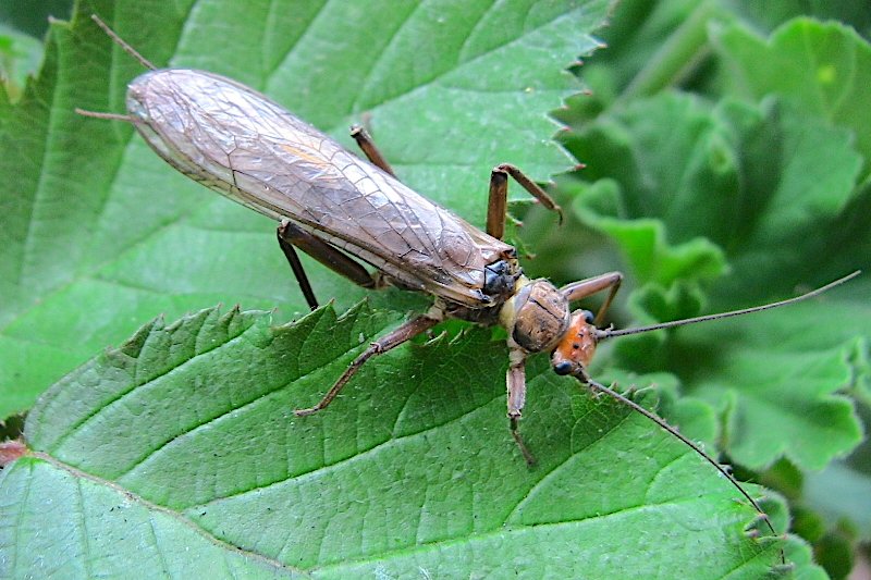 Perla grandis