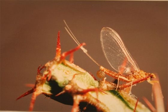 ephemerella ignita female con uova