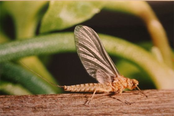 ephemerella ignita female