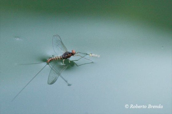 Baetis imago maschio