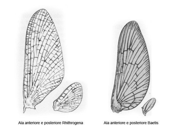 Confronto ali Rhithrogena e Baetis