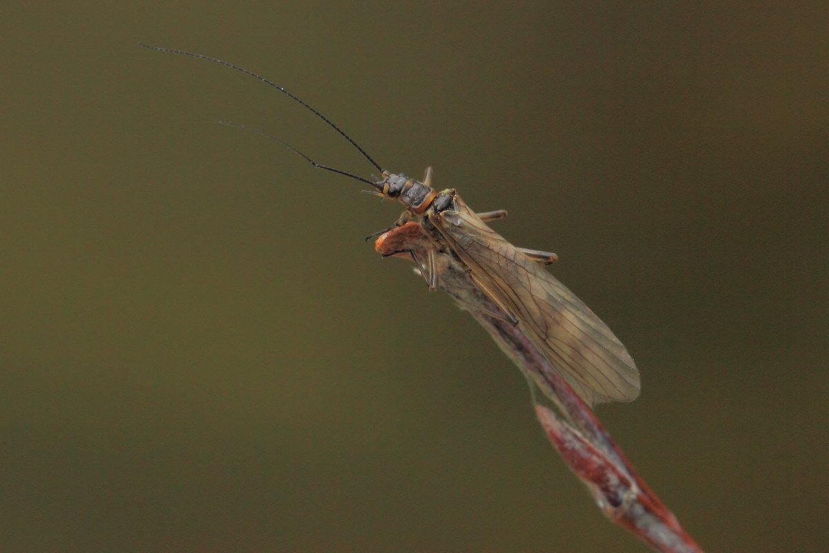 Plecottero Taeniopterygidae