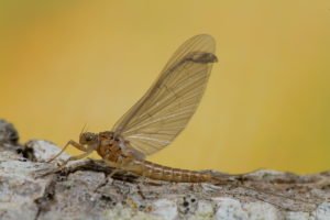 Baetis rhodani subimago female