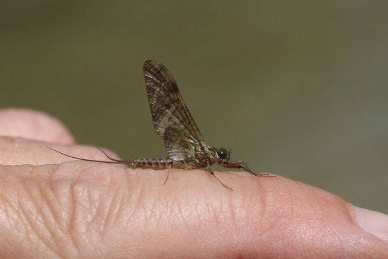 Ecdyonurus venosus subimago male