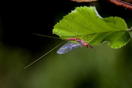 Ecdyonurus venosus imago female