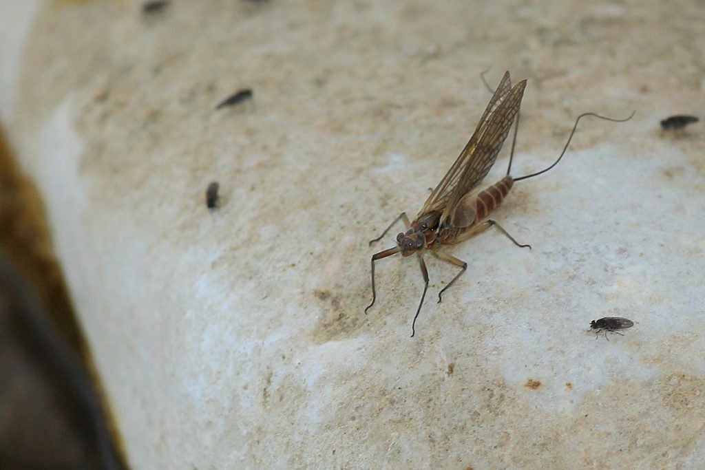 Rhithrogena fiorii subimago female