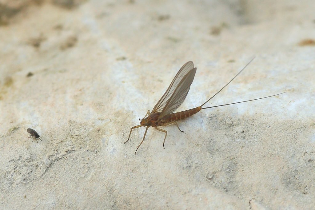 Baetis rhodani subimago female