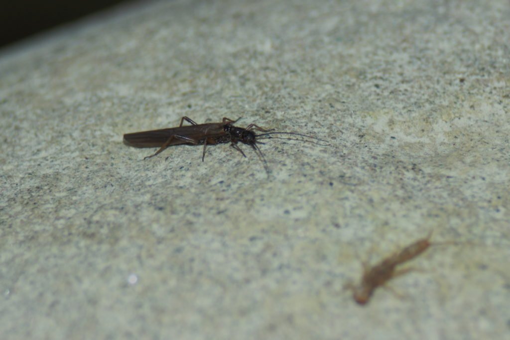 Plecottero Leuctridae